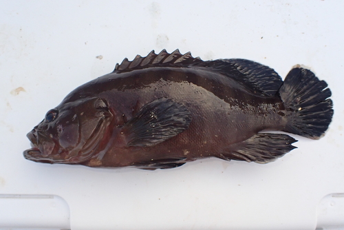 Chocolate Grouper