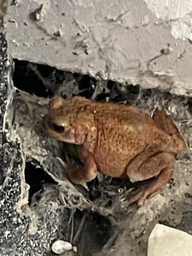 European Toad
