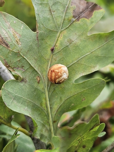 Striped Pea Gall Wasp