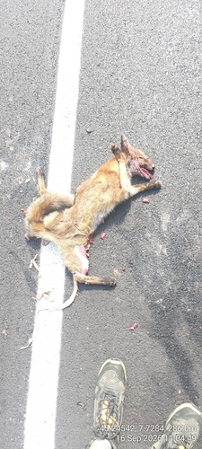 Red Fox