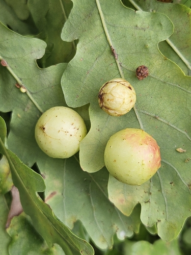 Cherry Gall Wasp