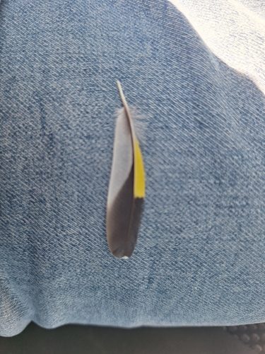 European Goldfinch