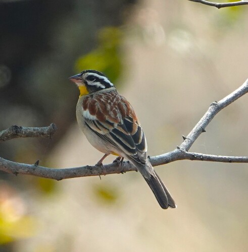 Golden-breasted Bunting