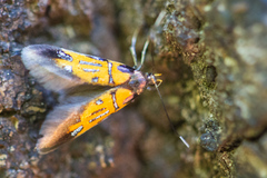 Schiffermuelleria schaefferella