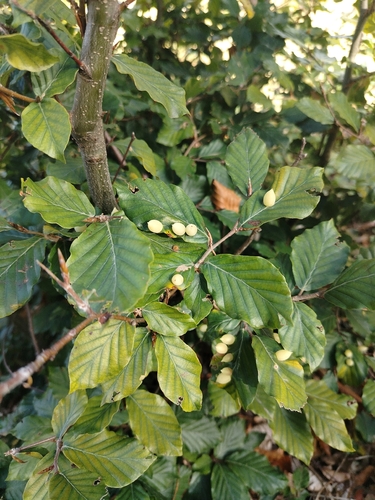 Beech Gall Midge