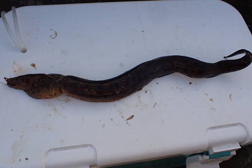 Reeves's Moray