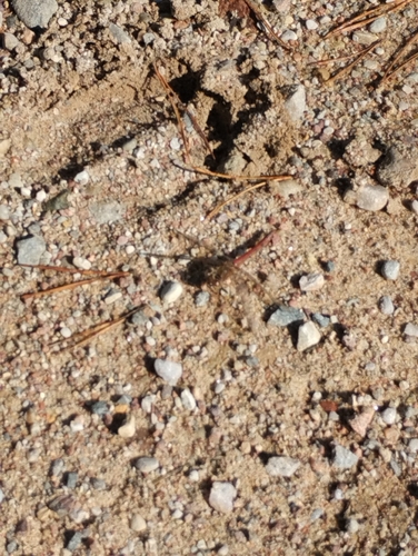 Vagrant Darter