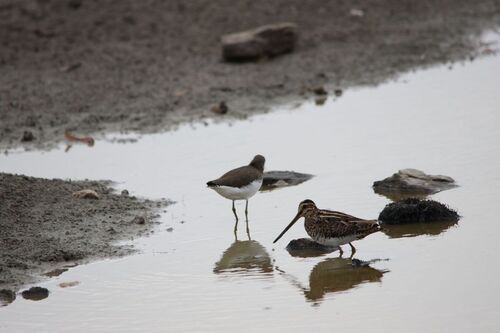 Common Snipe