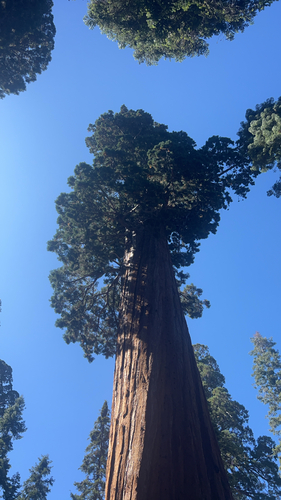 giant sequoia