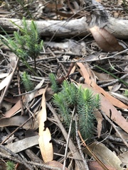 Stenanthera pinifolia