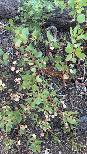 greenleaf manzanita