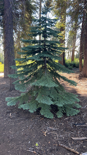 red fir