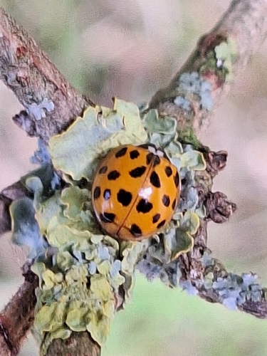 Asian Lady Beetle