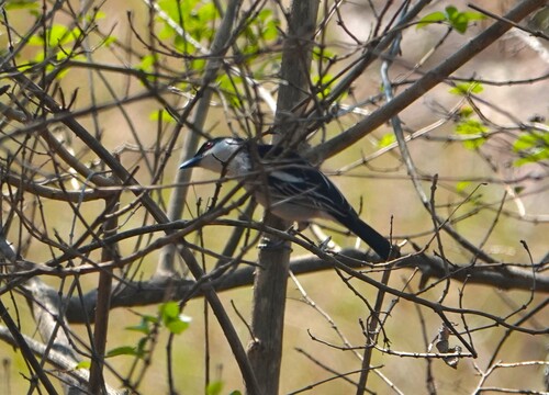 Black-backed Puffback