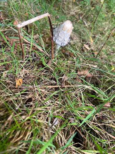 Shaggy Mane