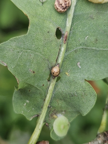 Oyster Gall Wasp