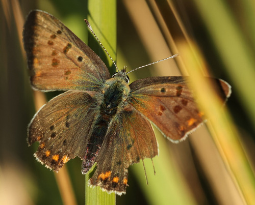 Sooty Copper
