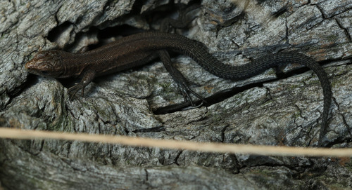 Viviparous Lizard