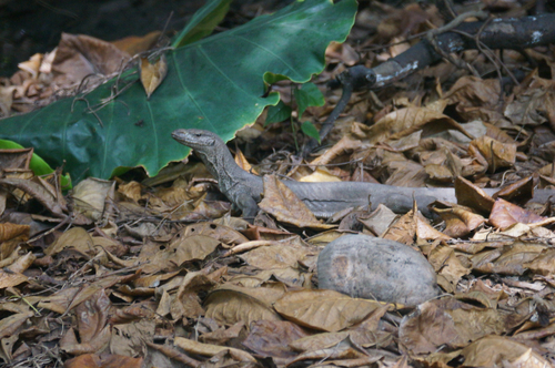 Bengal Monitor
