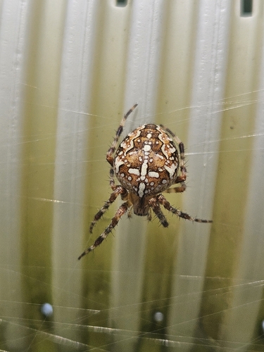 Cross Orbweaver