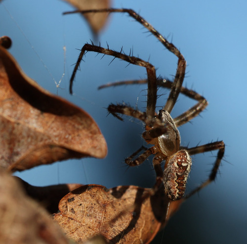 Cross Orbweaver