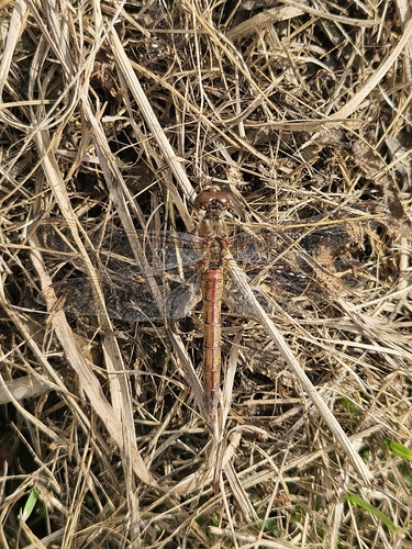 Vagrant Darter