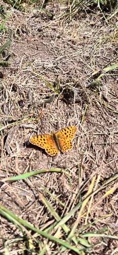 Queen of Spain Fritillary