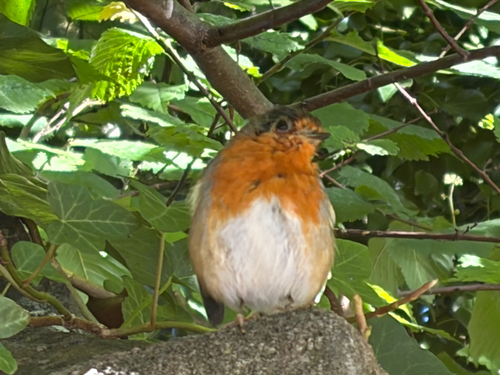 European Robin