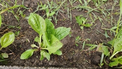 Plantago major