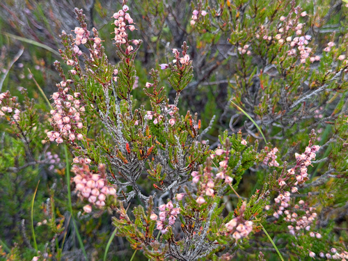 common heather