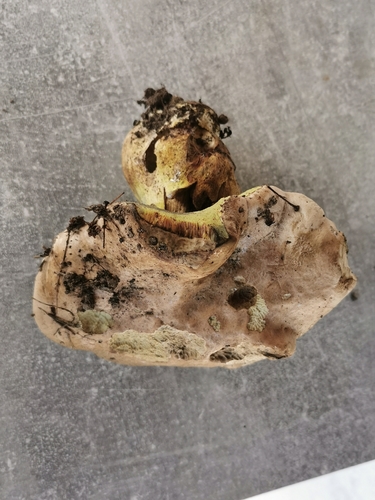 Rooting Bolete