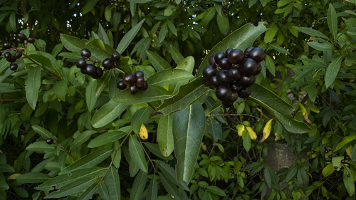 Common Privet