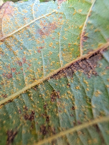 Melampsoridium hiratsukanum