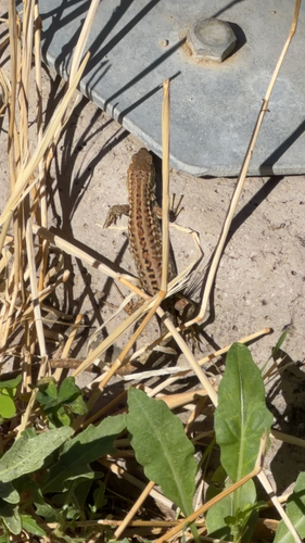 Italian Wall Lizard