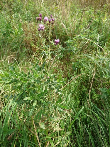 creeping thistle
