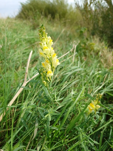 common toadflax