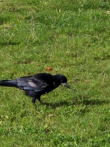 Rook