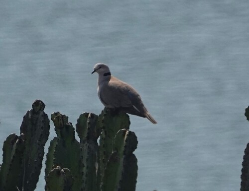 Cape Turtle Dove