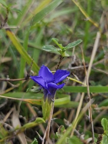 Gentianopsis ciliata, photograph 5