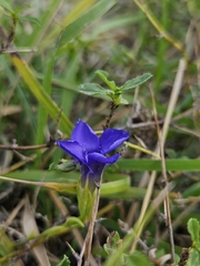 (c) pepa, some rights reserved (CC BY-SA) Gentianopsis ciliata, photograph (c) pepa, some rights reserved (CC BY-SA)
