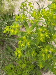 Helioscopia