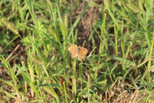 Knapweed Fritillary