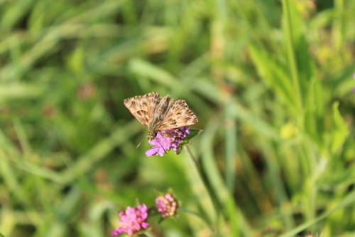 Mallow Skipper