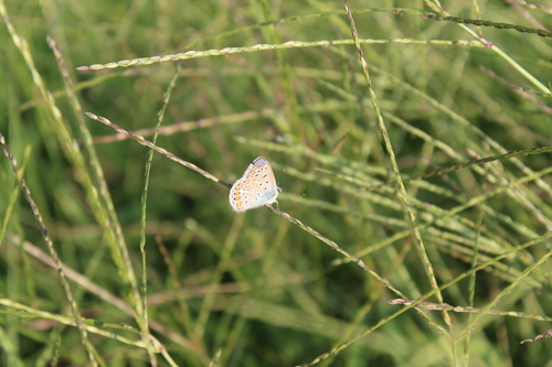 Common Blue