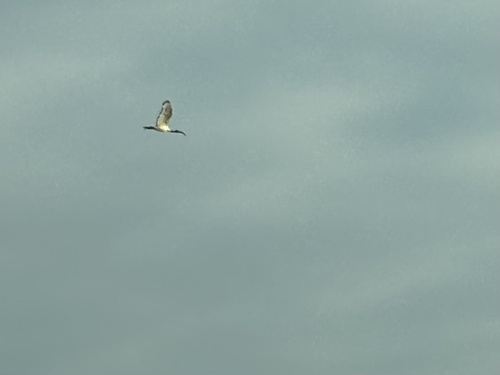African Sacred Ibis