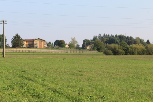 Hooded Crow