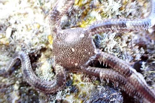 Breviturma dentata observed 2026-09-10