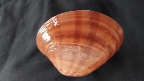 Smooth Clam