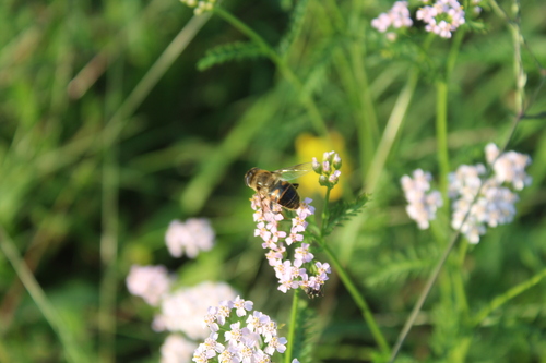 Common Drone Fly