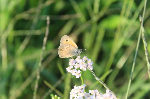Small Heath